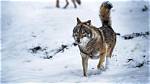 What Are Wolves Scared Of