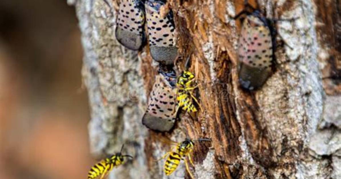 What Are Yellow Jackets Attracted to?