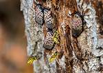 What Are Yellow Jackets Attracted to?