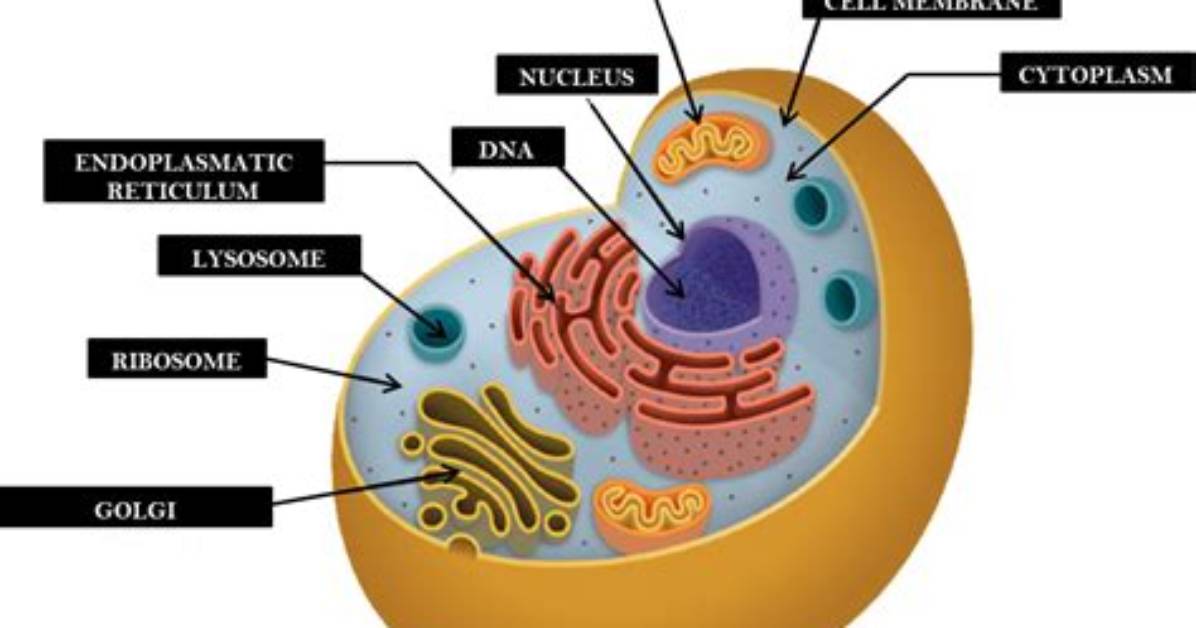 What Basic Substances Make up a Cell
