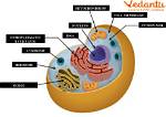 What Basic Substances Make up a Cell
