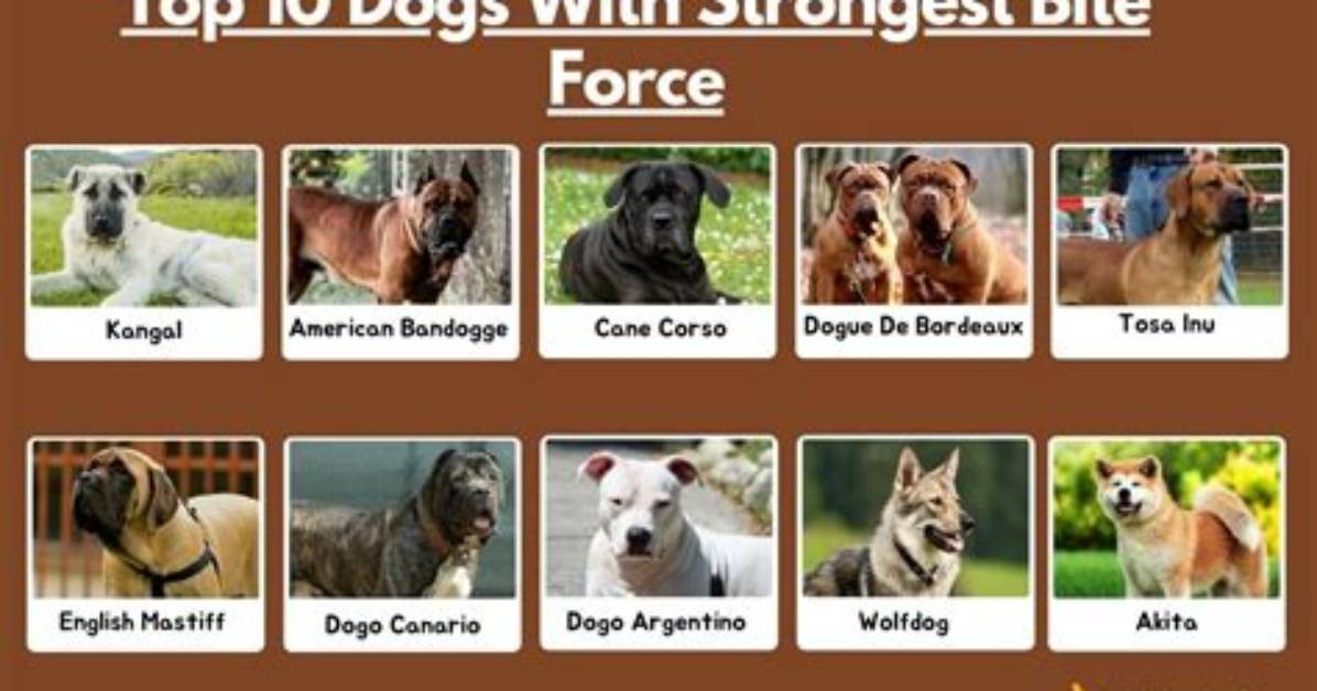 What Breed Has the Strongest Bite?