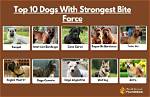 What Breed Has the Strongest Bite?
