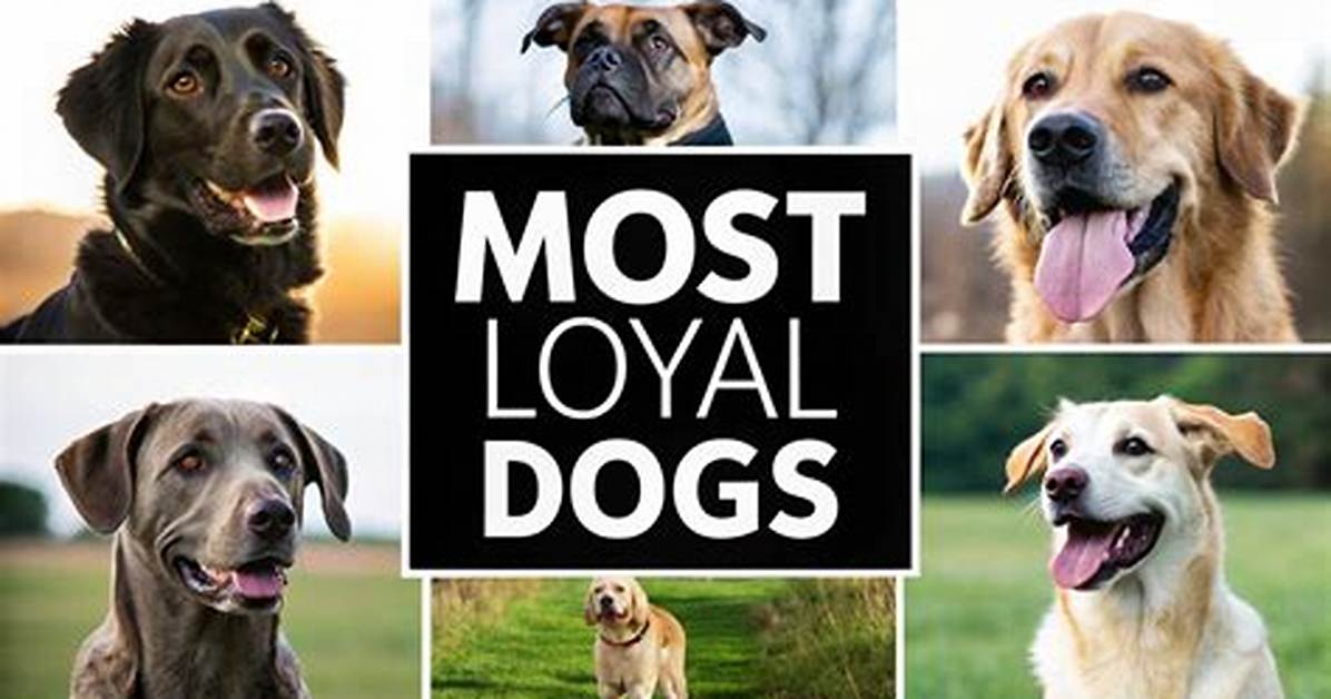 What Breed of Dog Is Most Loyal?