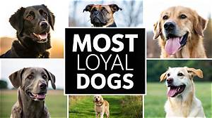 What Breed of Dog Is Most Loyal?