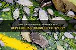 What Bugs Does Garlic Repel?