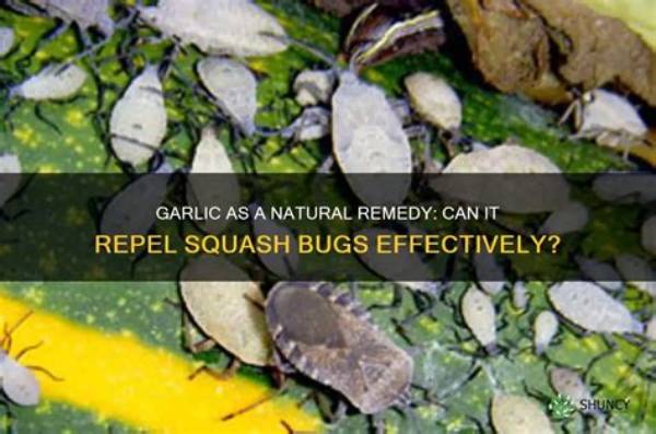 What Bugs Does Garlic Repel?