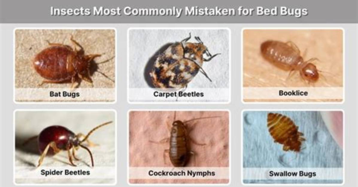 What Can Be Mistaken for Bed Bug?