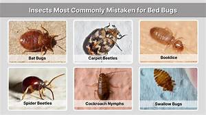 What Can Be Mistaken for Bed Bug?