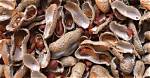 What Can Nut Shells Be Used for?
