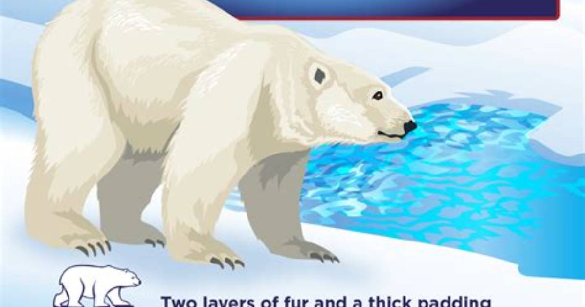 What Can You Do with Polar Bears in Minecraft?