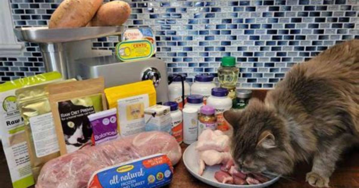 What Cat Food Is Good for Cats?