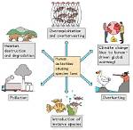 What Caused the Widespread Depletion of Biological Resources in the Caribbean?