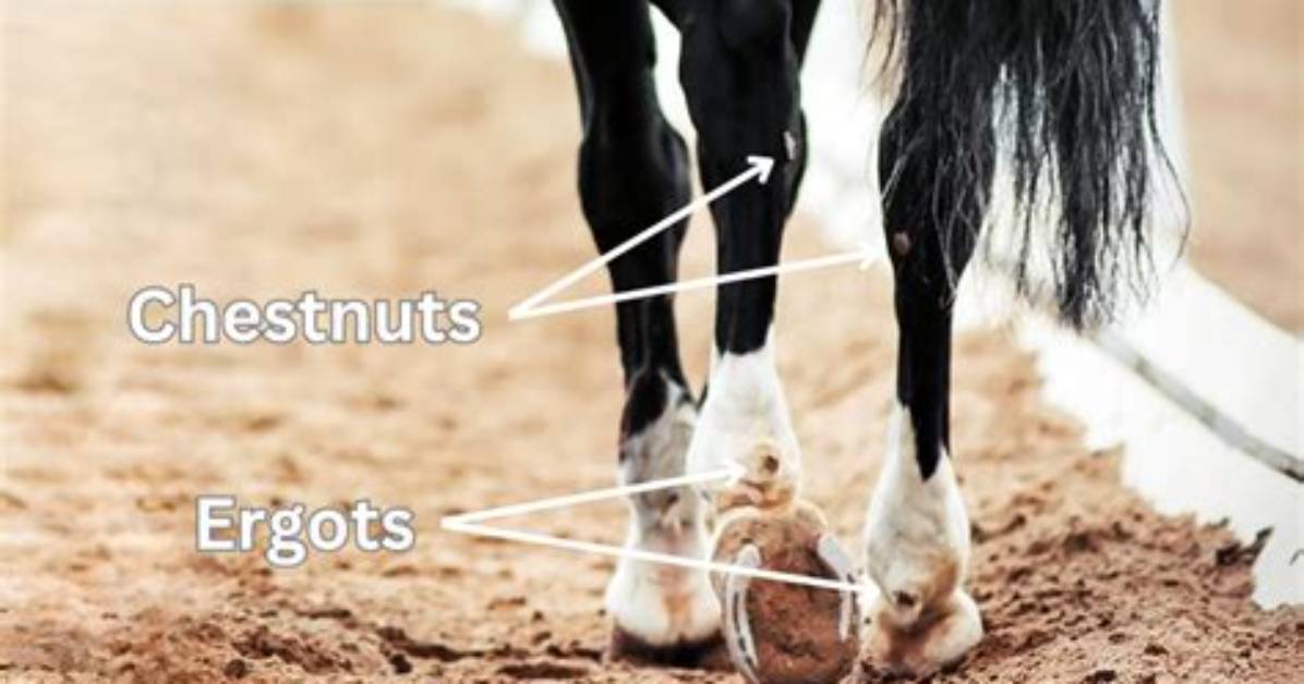 What Causes Chestnuts on a Horse?