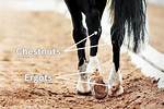 What Causes Chestnuts on a Horse?