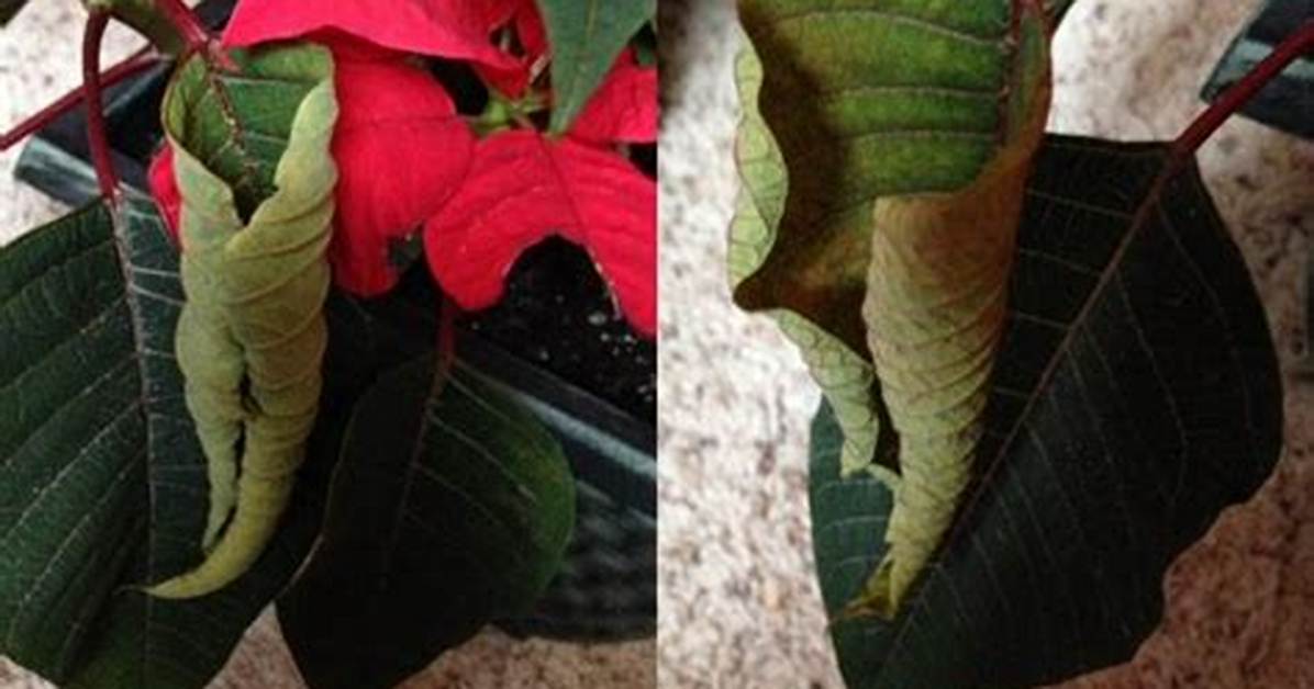 What Causes Poinsettia Leaves to Curl?