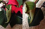 What Causes Poinsettia Leaves to Curl?