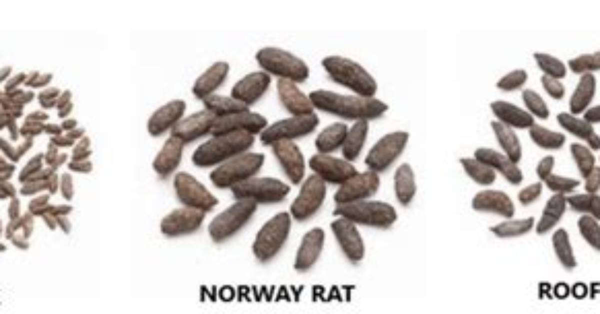What Color Are Mouse Droppings?
