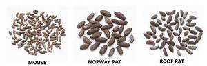 What Color Are Mouse Droppings?