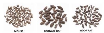 What Color Are Mouse Droppings?