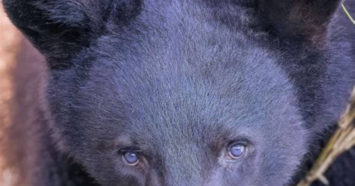 What Color Do Bears Eyes Reflect at Night