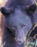What Color Do Bears Eyes Reflect at Night