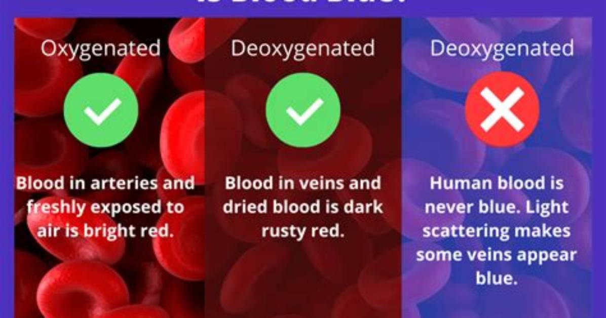 What Color Human Blood Is Blue?