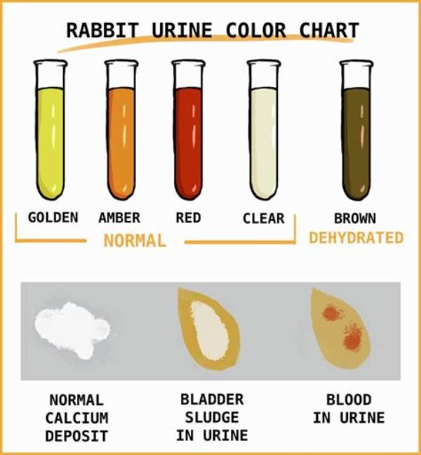 What Color Should Bunny Pee Be?