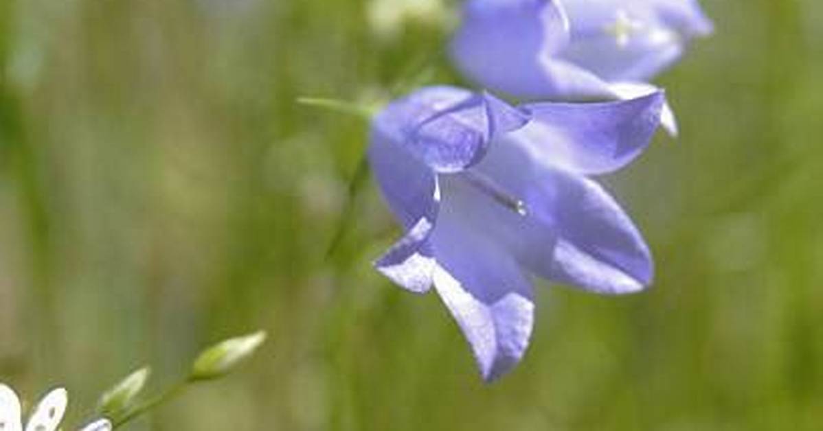 What Colour Are Harebells?