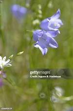 What Colour Are Harebells?