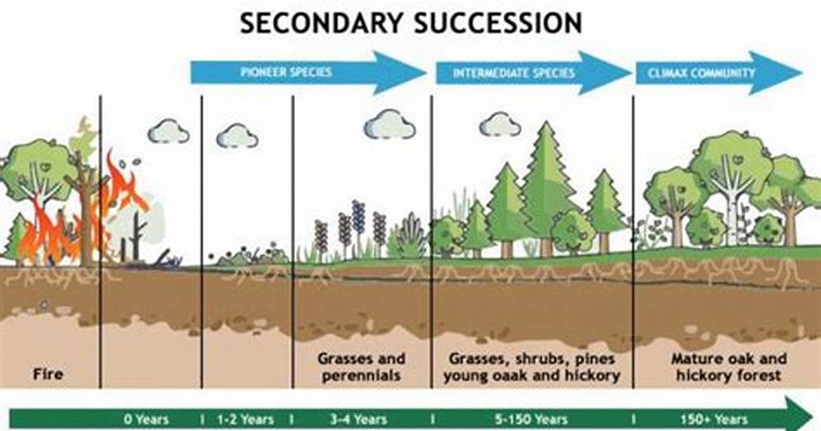 What Comes After Primary Then Secondary?