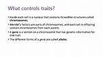 What Controls Traits in Organisms