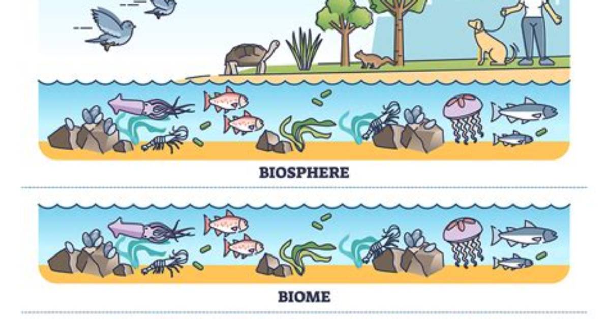 What Different Levels of Organization Do Ecologists Study