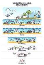 What Different Levels of Organization Do Ecologists Study