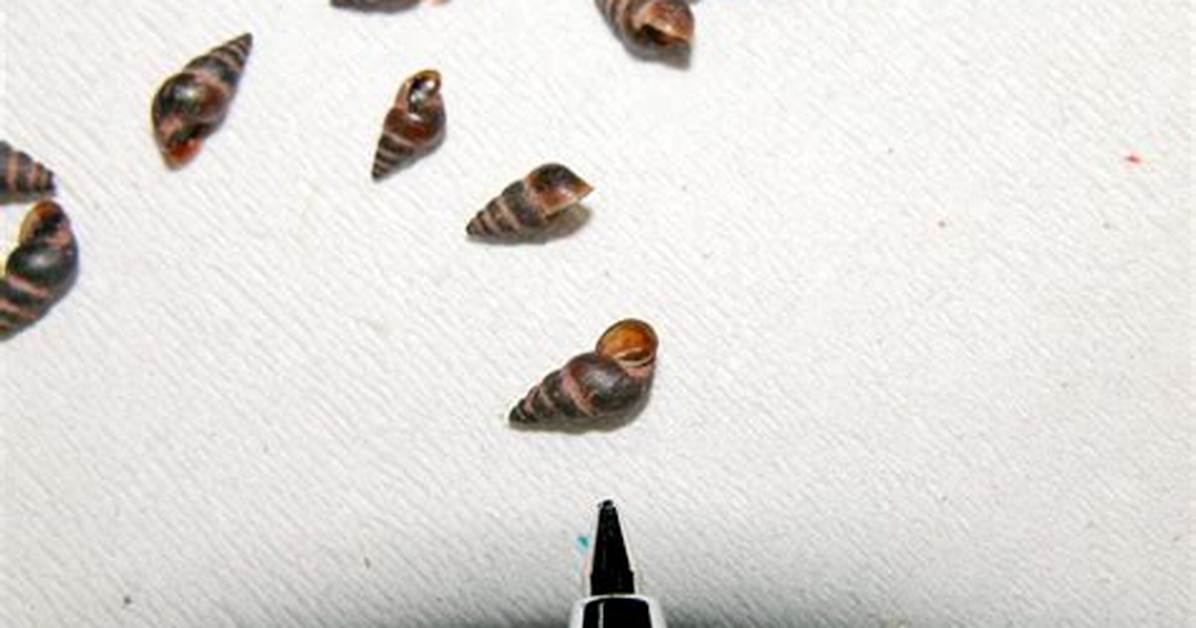 What Diseases Do Snails Carry?