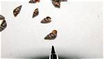 What Diseases Do Snails Carry?