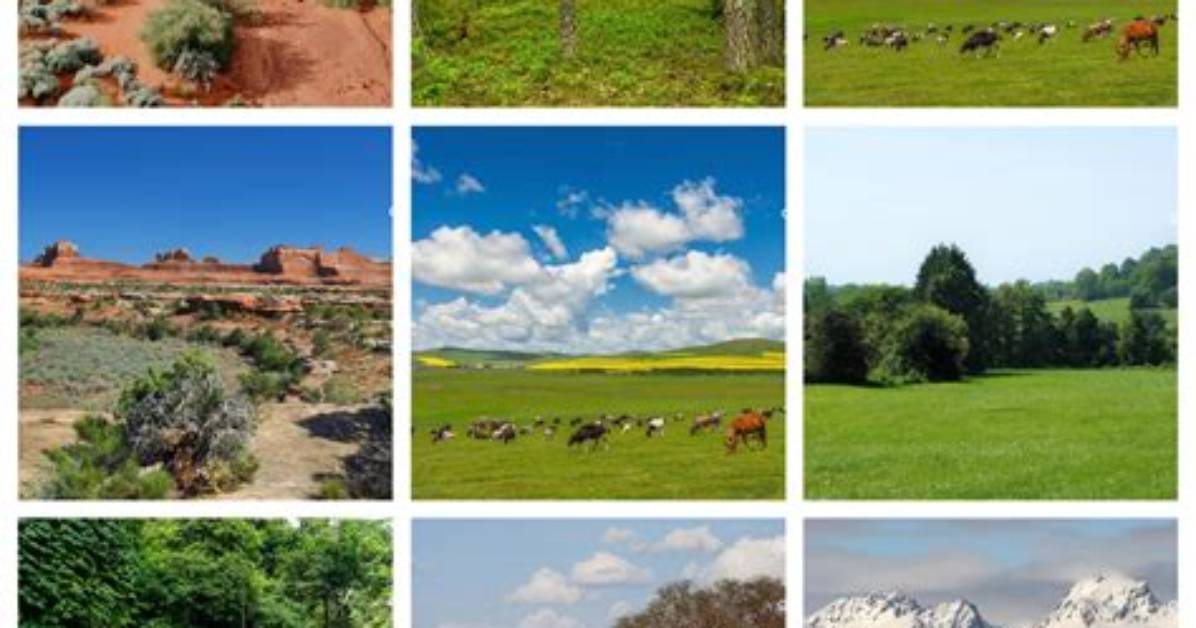 What Distinguishes a Savanna from Other Types of Grasslands?
