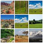 What Distinguishes a Savanna from Other Types of Grasslands?