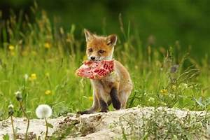 What Do Baby Fox Eat?
