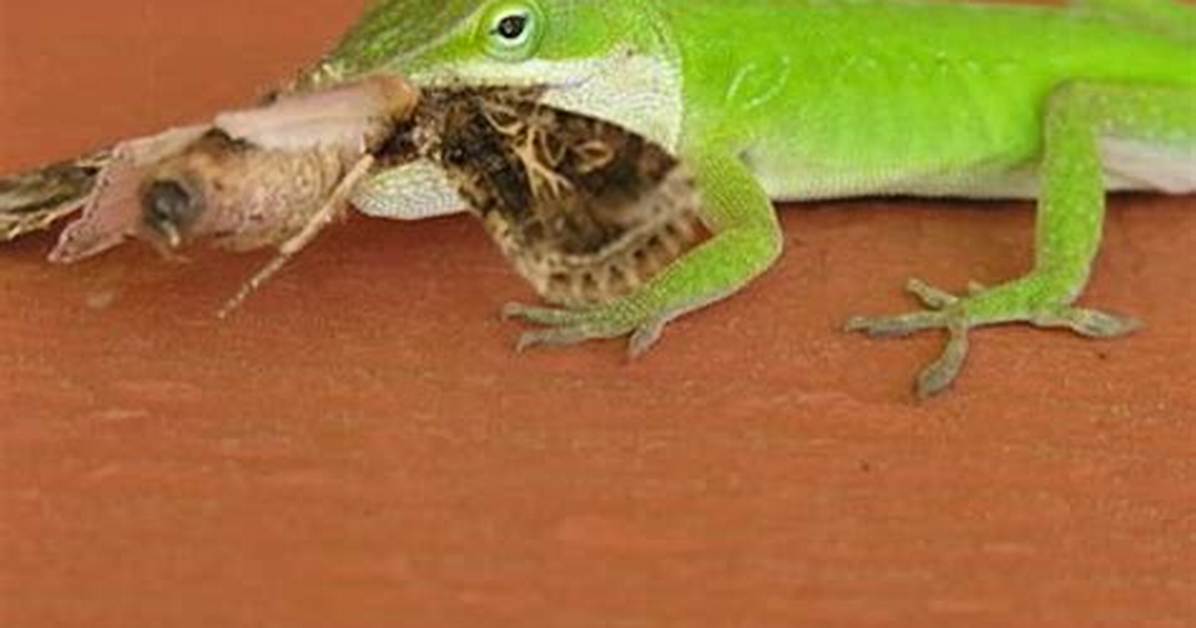 What Do Baby Lizards Eat? a Comprehensive Guide for Care and Nutrition