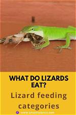 What Do Baby Lizards Eat? a Comprehensive Guide for Care and Nutrition