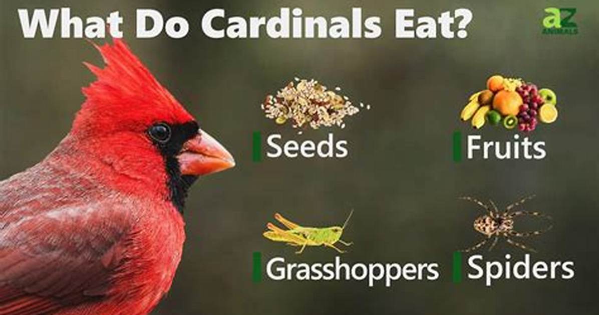 What Do Cardinals Eat?