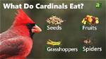 What Do Cardinals Eat?