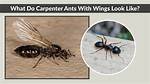 What Do Carpenter Ants Look Like?