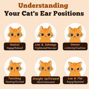 What Do Cat Ears Symbolize?