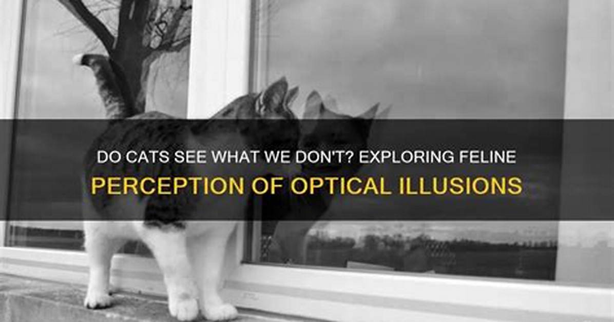 What Do Cats See That We Don't?