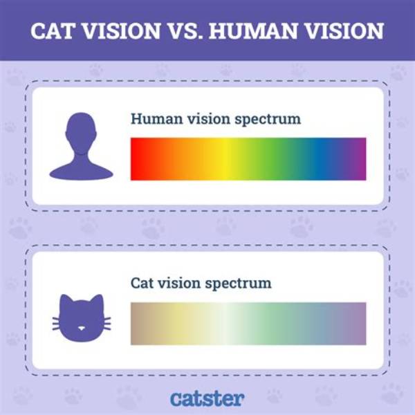 What Do Cats See That We Don't?