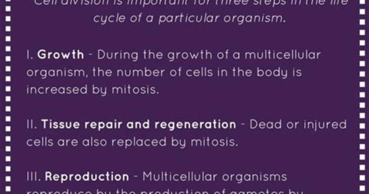 What Do Cells Need - Lisbd-Net. Com