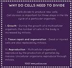 What Do Cells Need - Lisbd-Net. Com