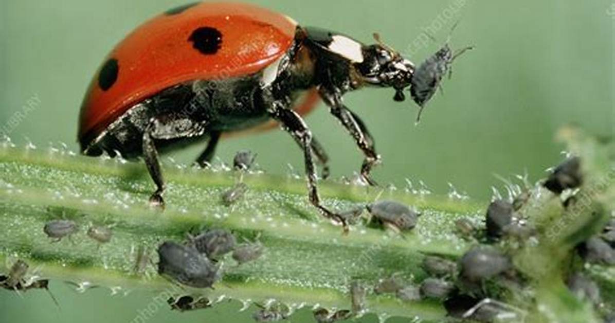 What Do Coccinellidae Eat?